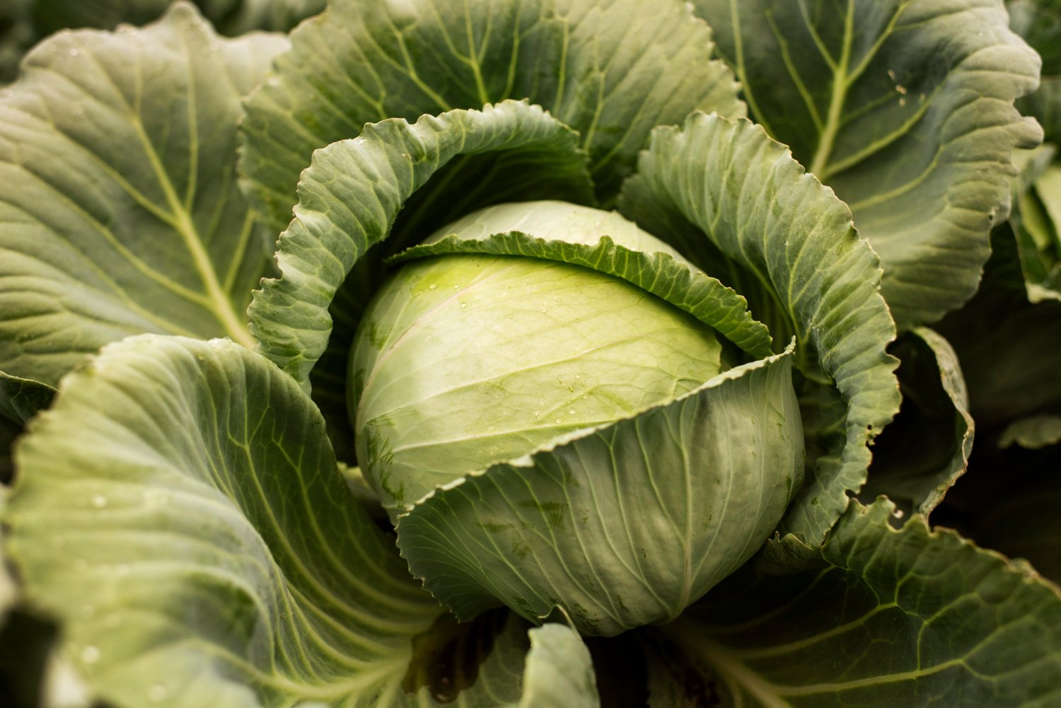 benefícios do repolho – como usar repolho – valor nutricional do repolho – salada de repolho – chucrute caseiro – cultivo de repolho