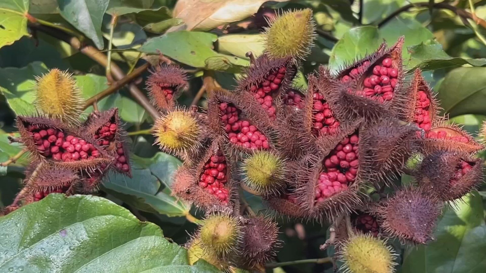 benefícios do urucum – como fazer óleo de urucum – colorau caseiro – valor nutricional do urucum – receitas com urucum – cultivo do urucum