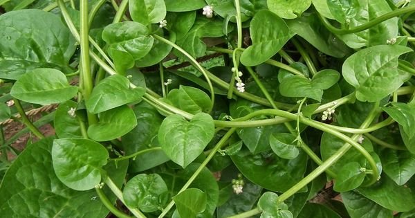 bertalha benefícios - como consumir bertalha - valor nutricional bertalha - espinafre de malabar - receita com bertalha - folhosas tropicais