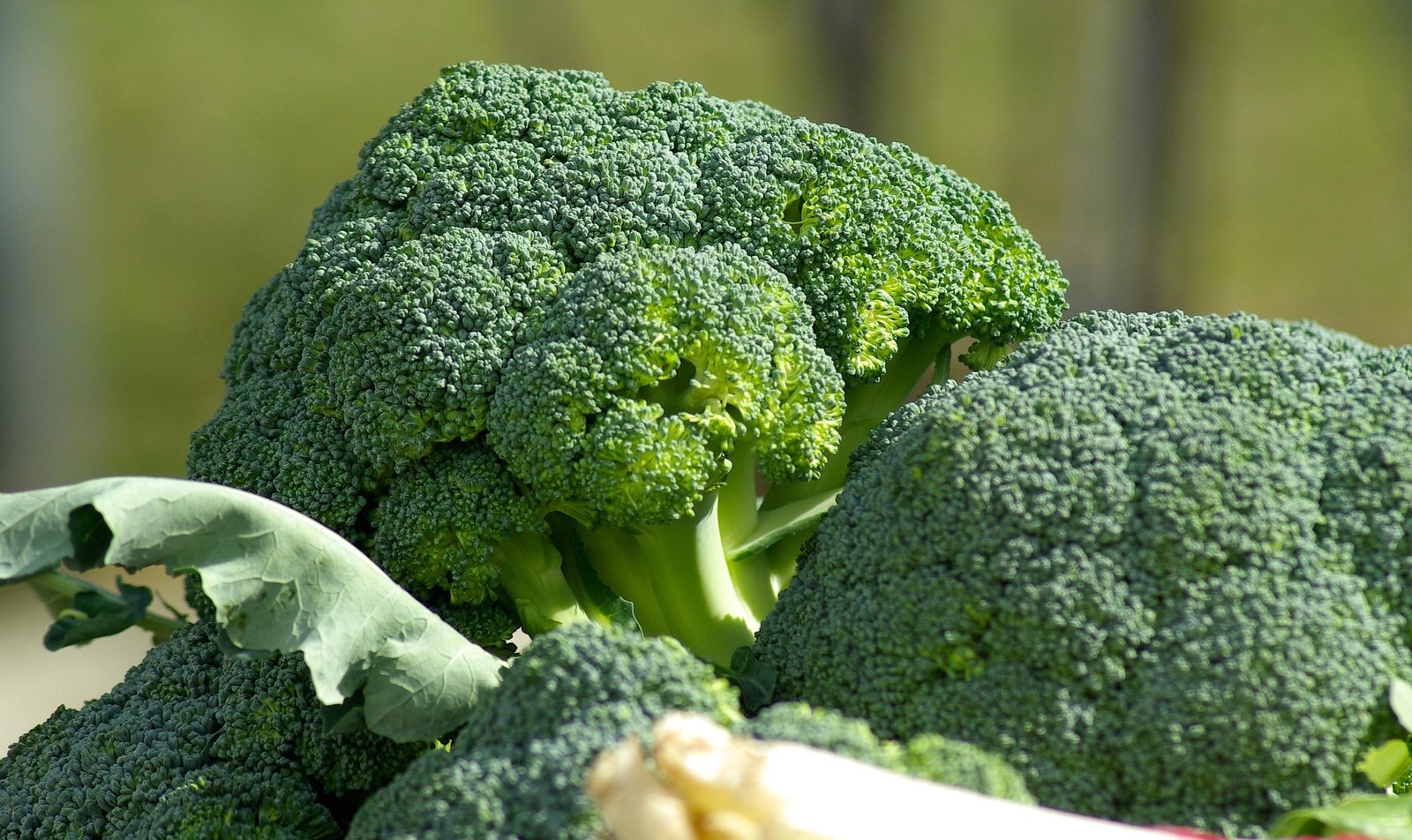 brócolis benefícios - como consumir brócolis - valor nutricional brócolis - receita com brócolis - brócolis no vapor - brócolis assado