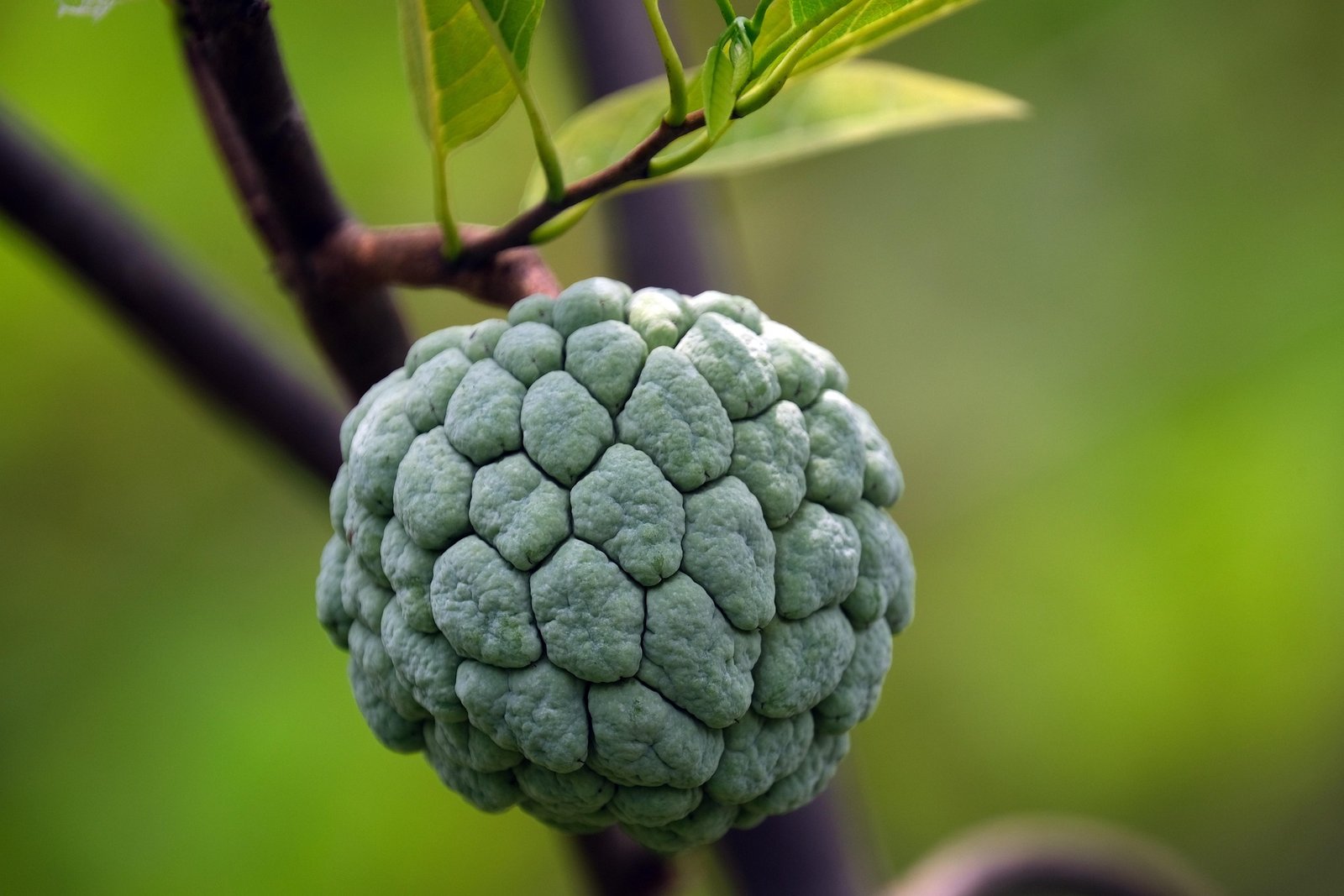 fruta-do-conde-beneficios-e-composicao fruta tropical rica em fibras e antioxidantes para imunidade, intestino e pele saudável