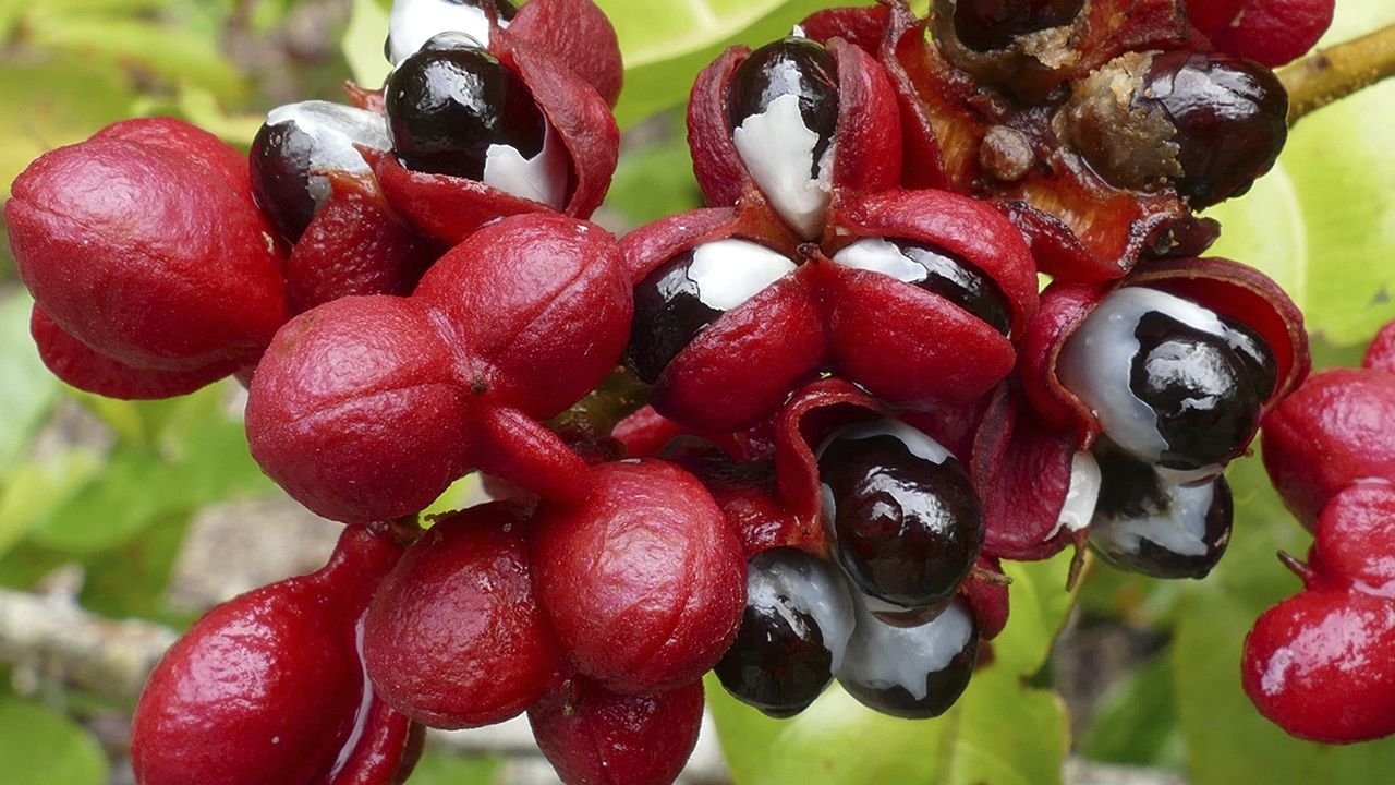 guarana-beneficios-e-composicao fruta amazônica rica em cafeína natural, energia, foco e bem-estar