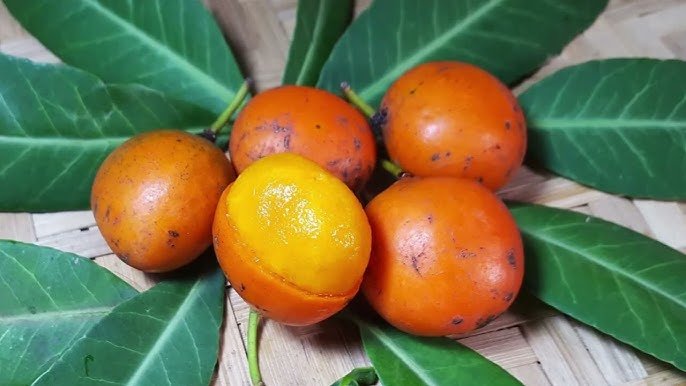 ibacurupari-beneficios-e-composicao fruta amazônica amarela, polpa cremosa, rica em fibras e vitamina C, ideal para intestino e hidratação