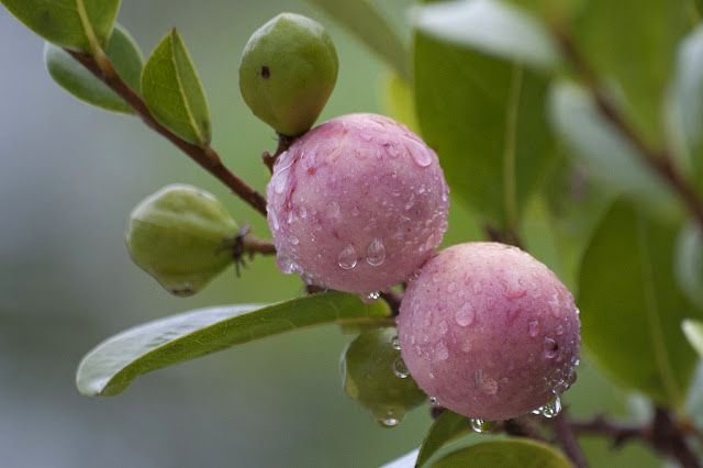 icacuru-beneficios-e-composicao fruta nativa (icaco-ajuru), polpa suculenta, rica em fibras e vitamina C, ideal para digestão e hidratação