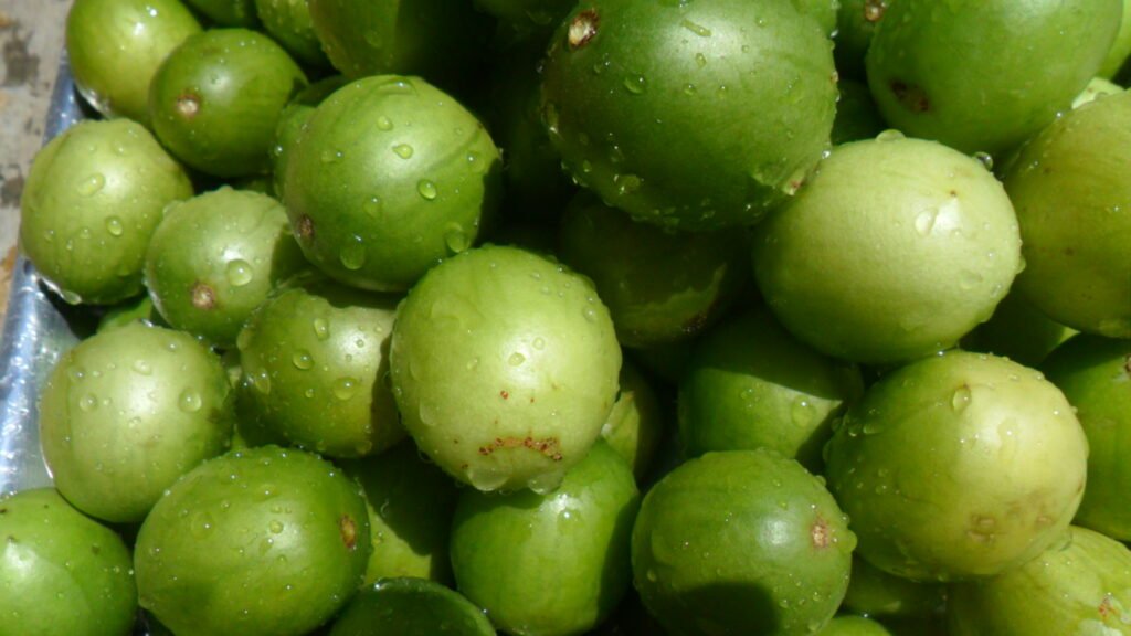 imbu-beneficios-e-composicao fruta do sertão (umbu) suculenta, rica em água, fibras e vitamina C, ideal para hidratar e cuidar do intestino