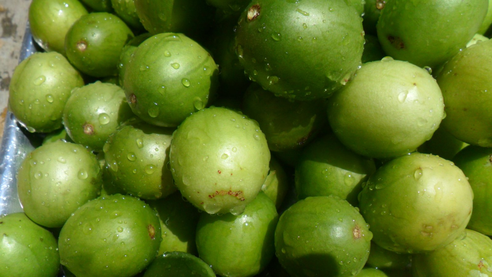 imbu-beneficios-e-composicao fruta do sertão (umbu) suculenta, rica em água, fibras e vitamina C, ideal para hidratar e cuidar do intestino
