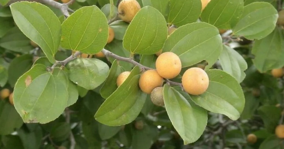 jua-beneficios-e-composicao fruta juá amarela madura do juazeiro, polpa doce-ácida, rica em fibras e vitamina C, ideal para sucos, geleias e cuidados bucais