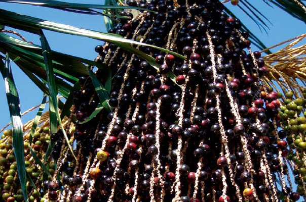 jucara-beneficios-e-composicao fruta juçara polpa roxa espessa, rica em antocianinas, vitamina E e potássio