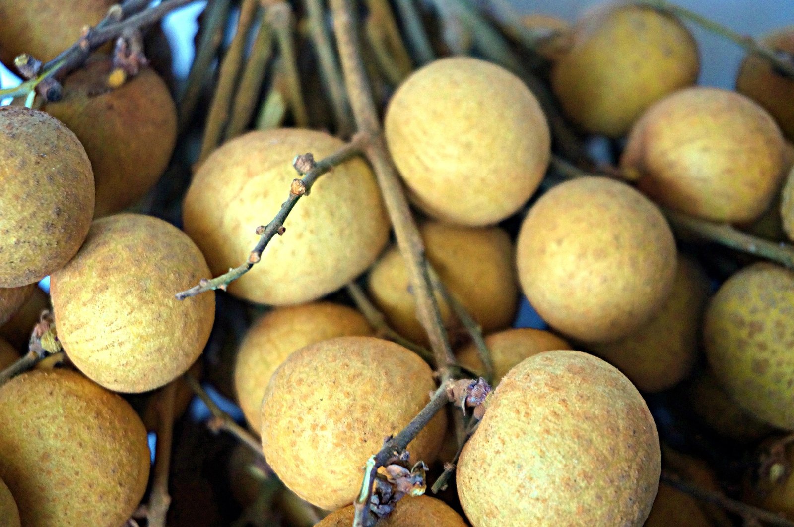 longan-beneficios-e-composicao longan longana olho-de-dragão abertas e inteiras, arilo branco translúcido, rica em vitamina C - ideal para saladas, bebidas e sobremesas