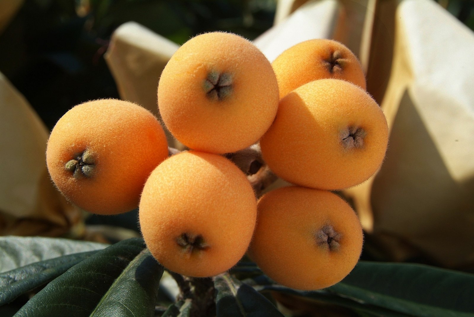 nespera-beneficios-e-composicao nêsperas maduras inteiras e cortadas - polpa dourada suculenta - fruta leve, rica em fibras e carotenoides - ideal para bowls e chutneys