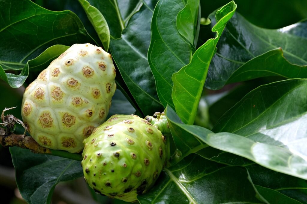 noni-beneficios-e-composicao frutos de noni maduros abertos - polpa translúcida - fruta tropical de aroma marcante, rica em vitamina C e fibras - ideal para sucos e molhos