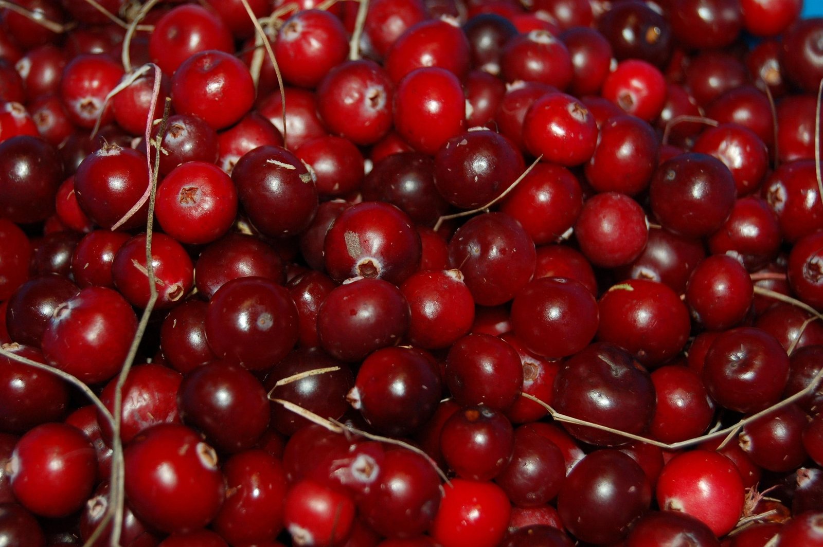 oxicoco-beneficios-e-composicao frutos de oxicoco-cranberry vermelhos inteiros e abertos - fruta azedinha, rica em fibras e vitamina C - ideal para sucos, chás e molhos