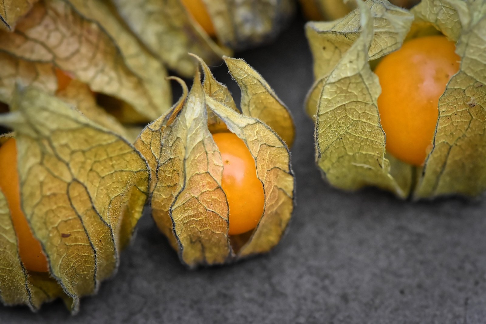 physalis-beneficios-e-composicao fruta dourada dentro do cálice - baga laranja rica em vitamina C e fibras - ideal para saladas, molhos e sobremesas