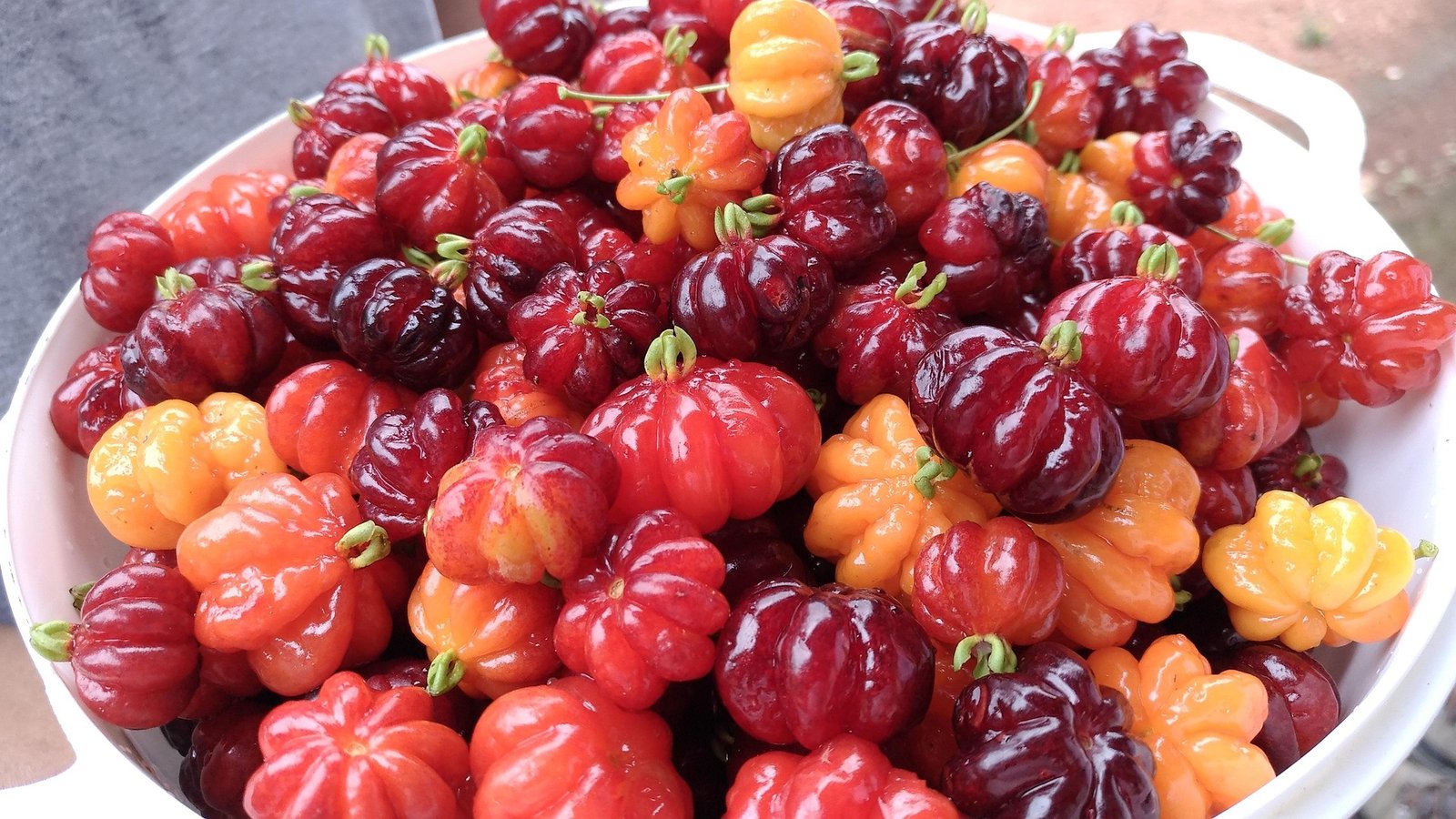 pitanga-beneficios-e-composicao frutos de pitanga vermelhos e roxos, polpa suculenta rica em vitamina C e carotenóides - ideal para sucos, saladas e sobremesas
