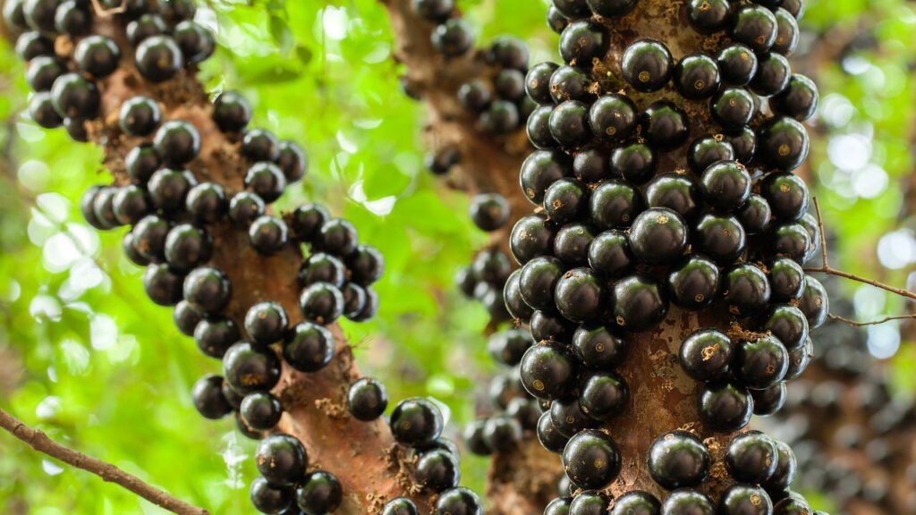 sabara-beneficios-e-composicao jabuticaba sabará madura em galhos, close da casca escura e polpa suculenta; ideal para sucos, geleias e molhos
