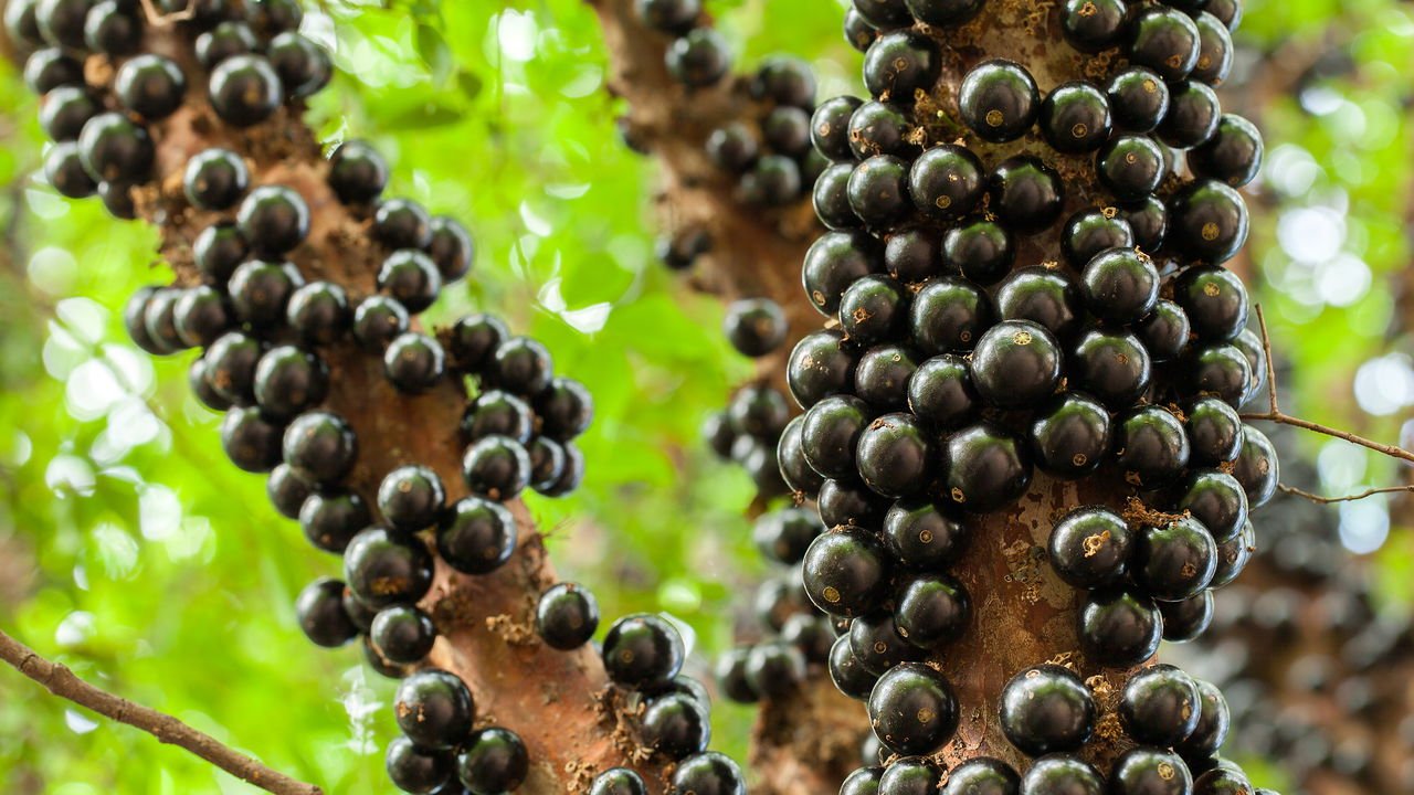 sabara-beneficios-e-composicao jabuticaba sabará madura em galhos, close da casca escura e polpa suculenta; ideal para sucos, geleias e molhos