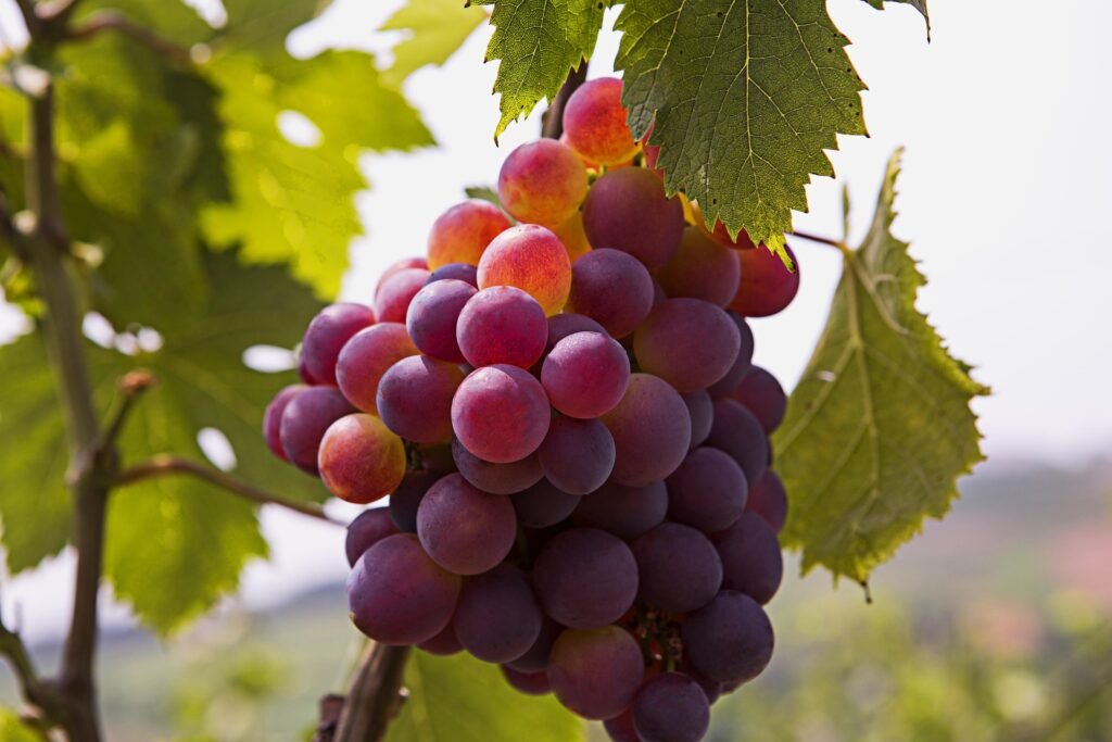 uva-beneficios-e-composicao cacho de uvas roxas e verdes frescas - close para sucos, saladas, sobremesas e assados