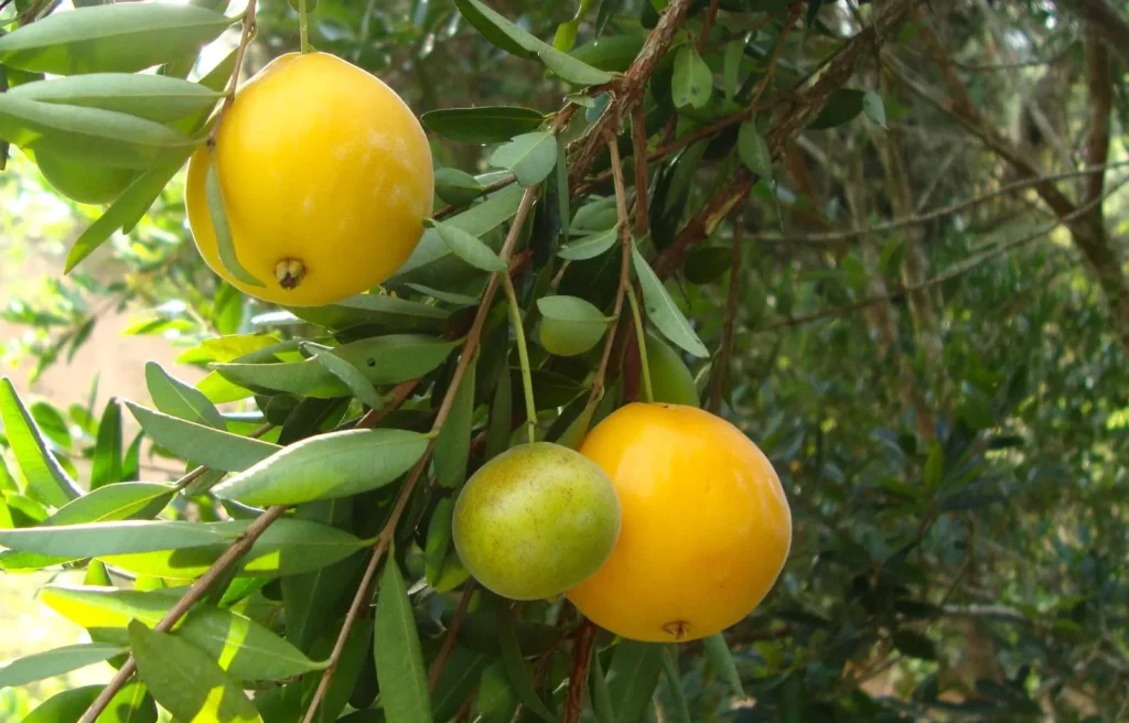 uvaia-beneficios-e-composicao frutos de uvaia dourados com folhas - fruta cítrica nativa, rica em vitamina C - receitas, tabela e usos culinários
