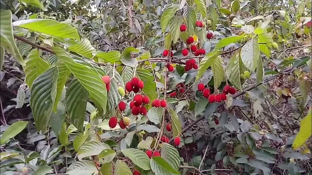 veludo-do-campo-beneficios-e-composicao bagas roxas maduras em ramos aveludados - fruta nativa rica em vitamina C e antocianinas