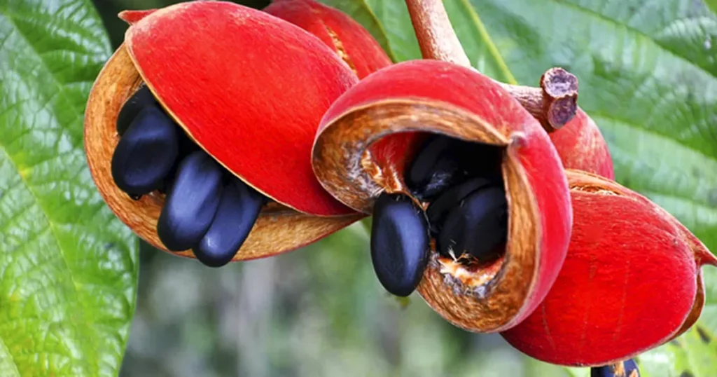 xixa-beneficios-e-composicao sementes negras de xixá recém-torradas em prato rústico - oleaginosa nativa rica em proteína, fibras e vitamina E