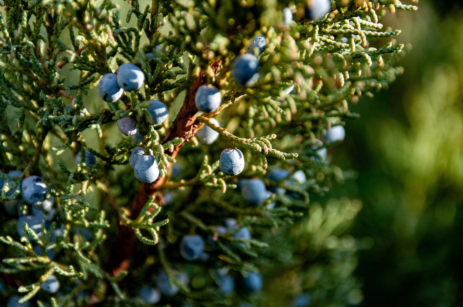 Zimbro: a “baga” aromática que cura, perfuma e nutre